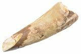 Fossil Spinosaurus Tooth - Real Dinosaur Tooth #360172-1